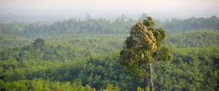 Why forests are important